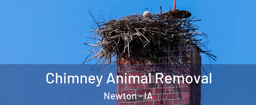  Chimney Animal Removal Newton - IA