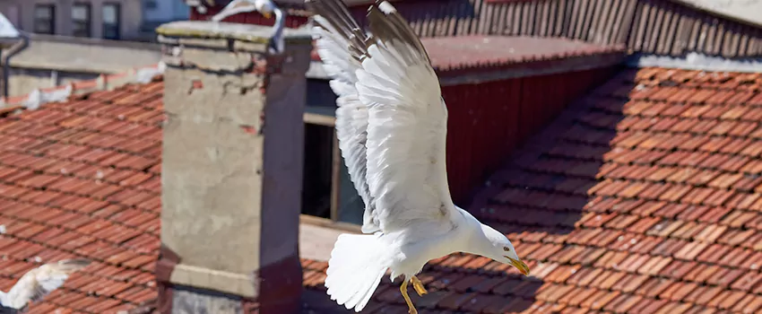 Residential Chimney Animal Removal Solution in Newton, IA
